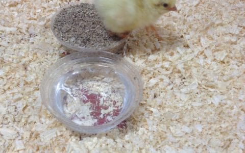 Chicks hatch in Year 2