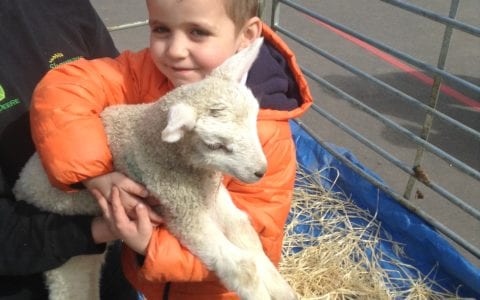 Spring lambs visit Year 2