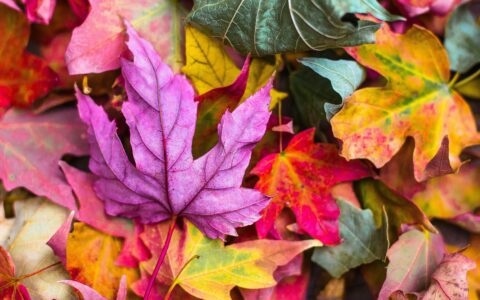 Newsletter - 23 September 2022