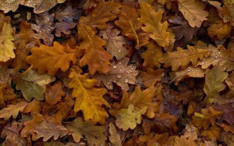 Newsletter - 10 November 2023