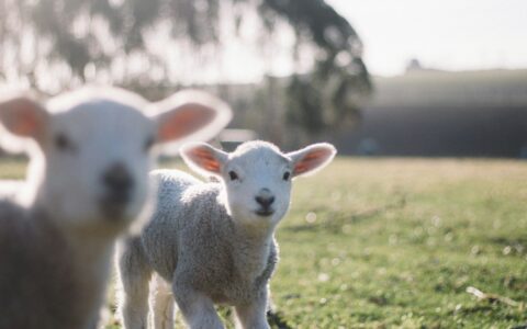 Newsletter – 8 March 2024